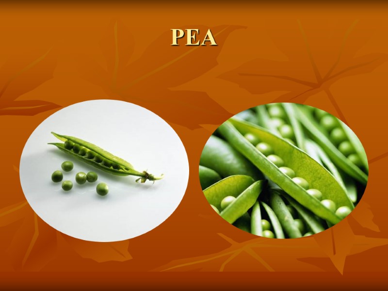 PEA